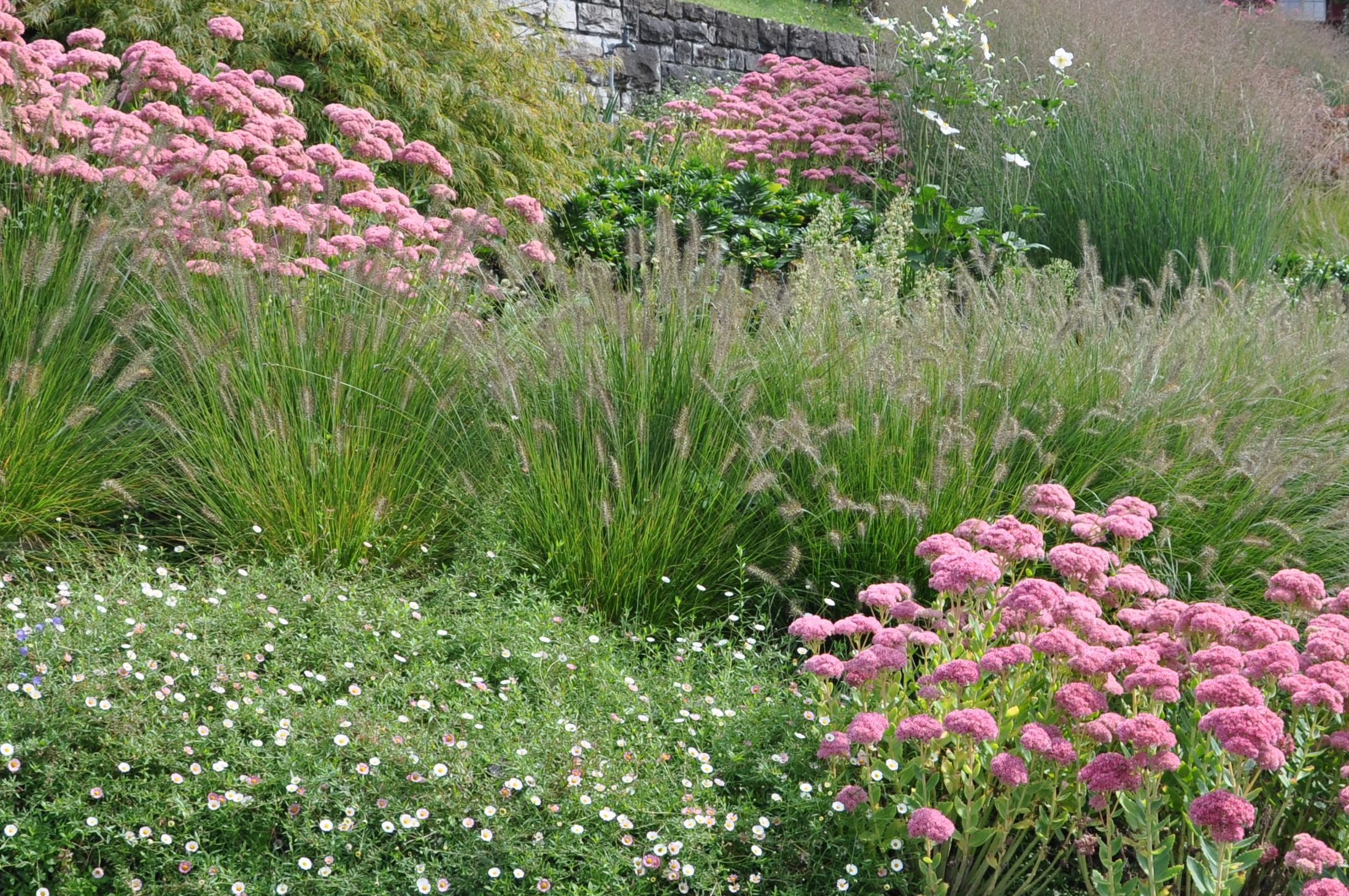 Bepflanzung mit Gräsern und Blumen in rosa