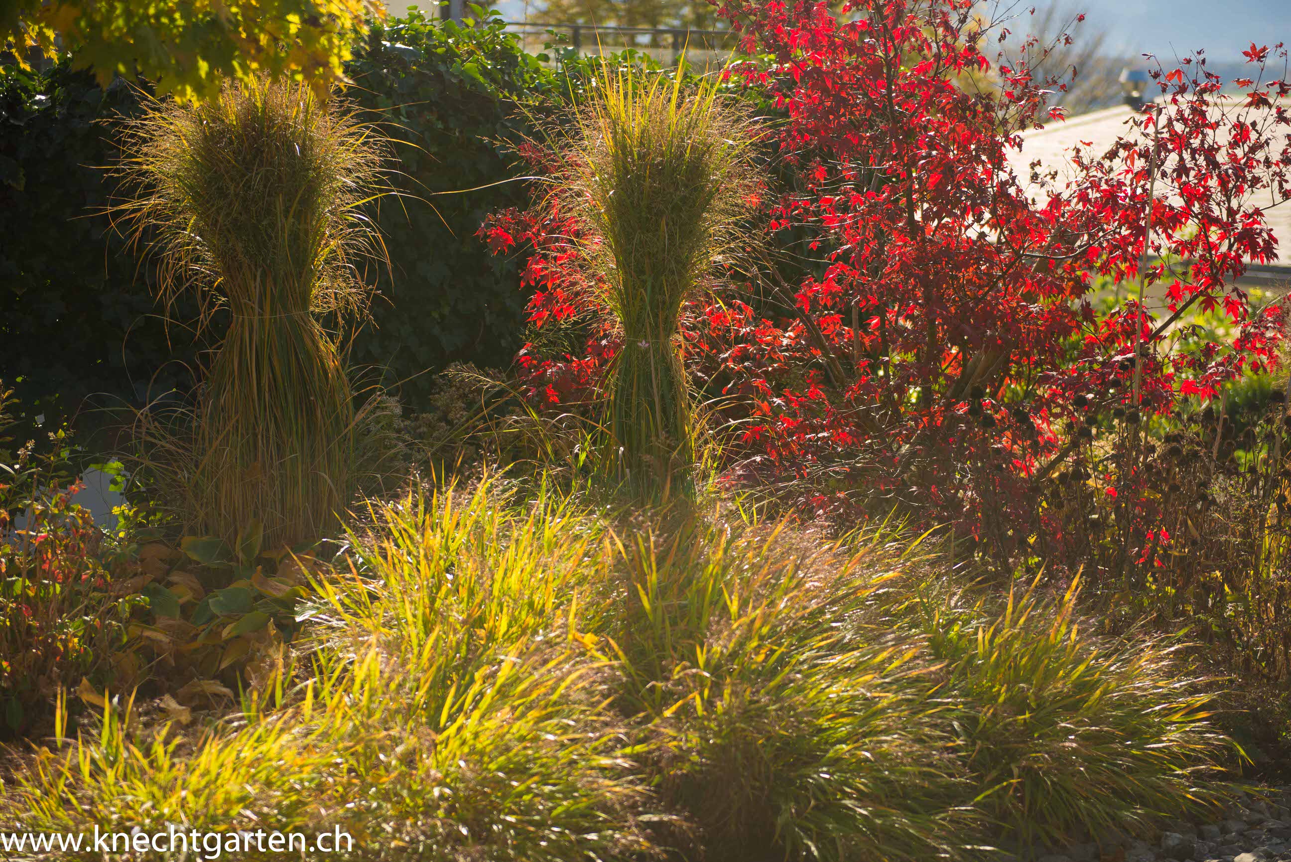 Grasbepflanzung als Winterschmuck