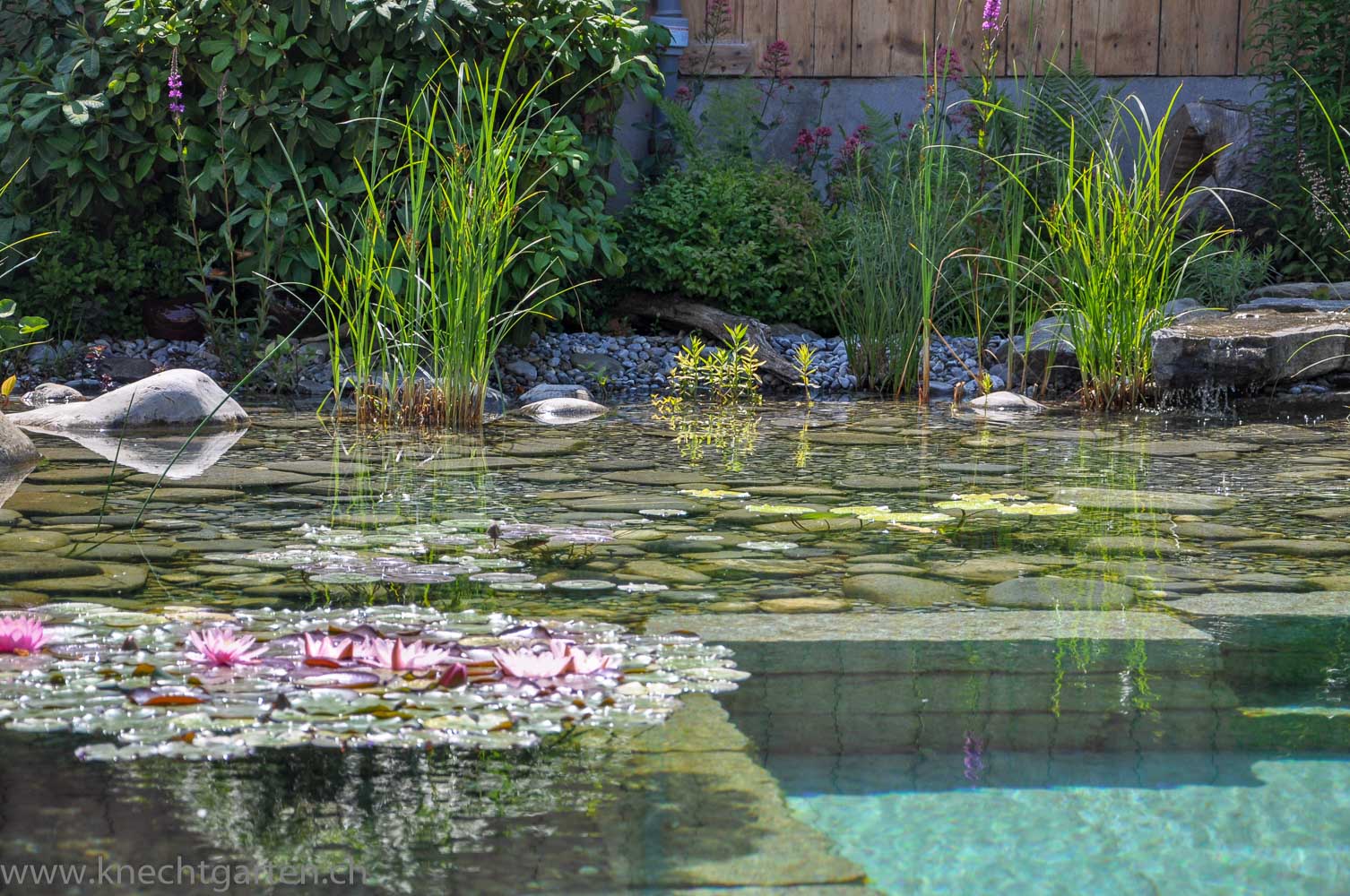 Schwimmteich mit Seerosen und Wasserpflanzen