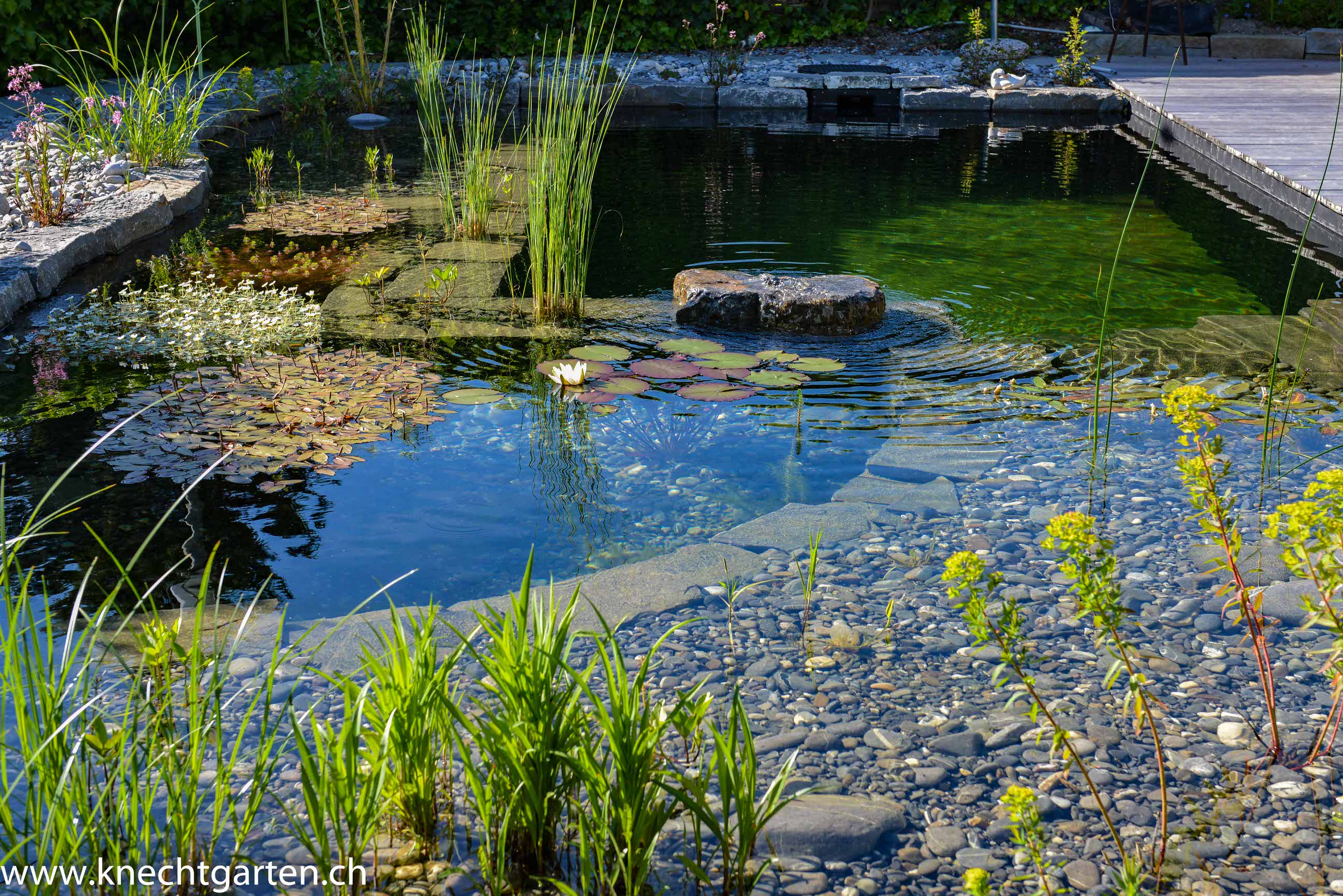 Schwimmteich in der Schweiz