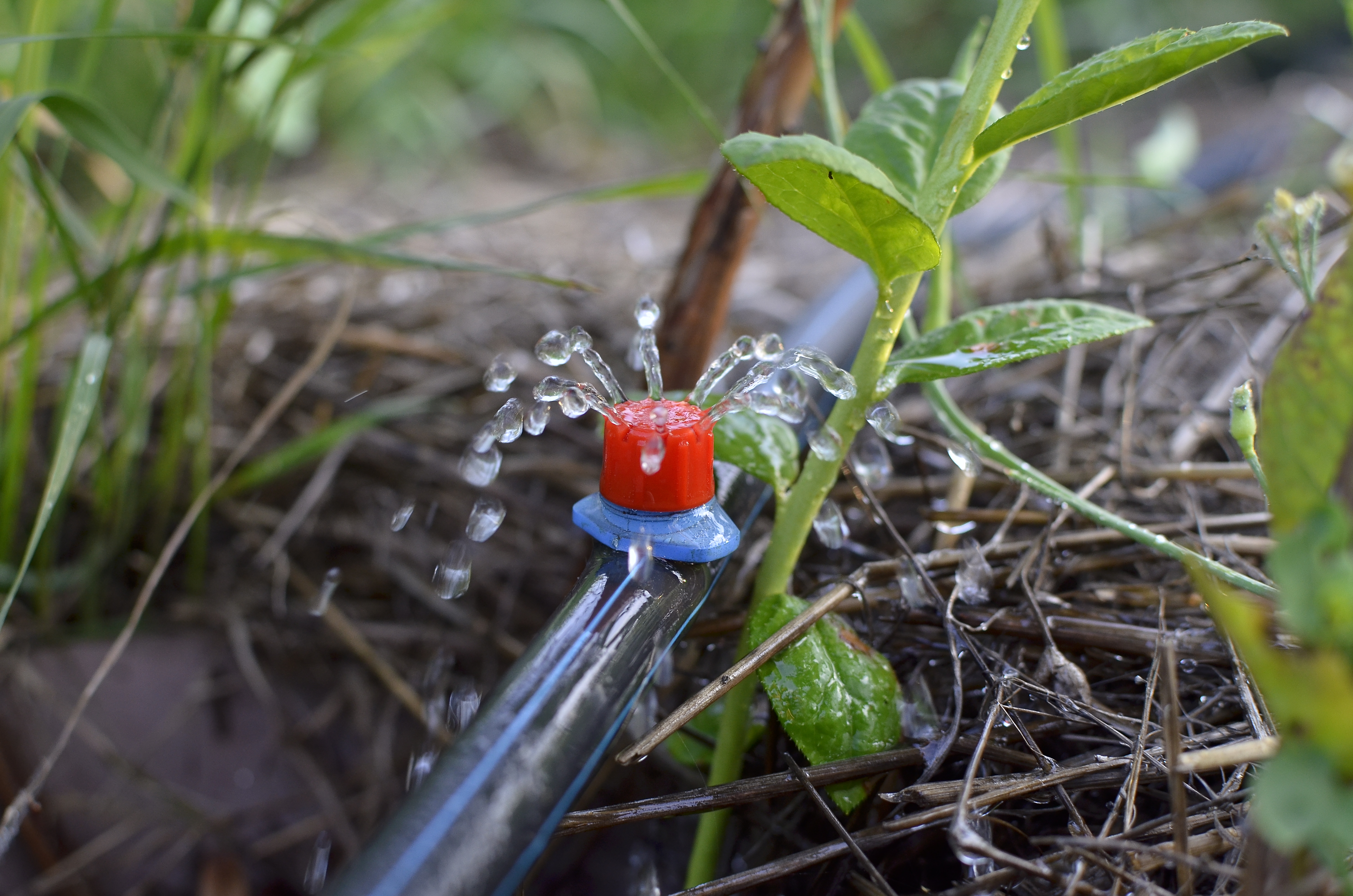 Gartenbewässerung