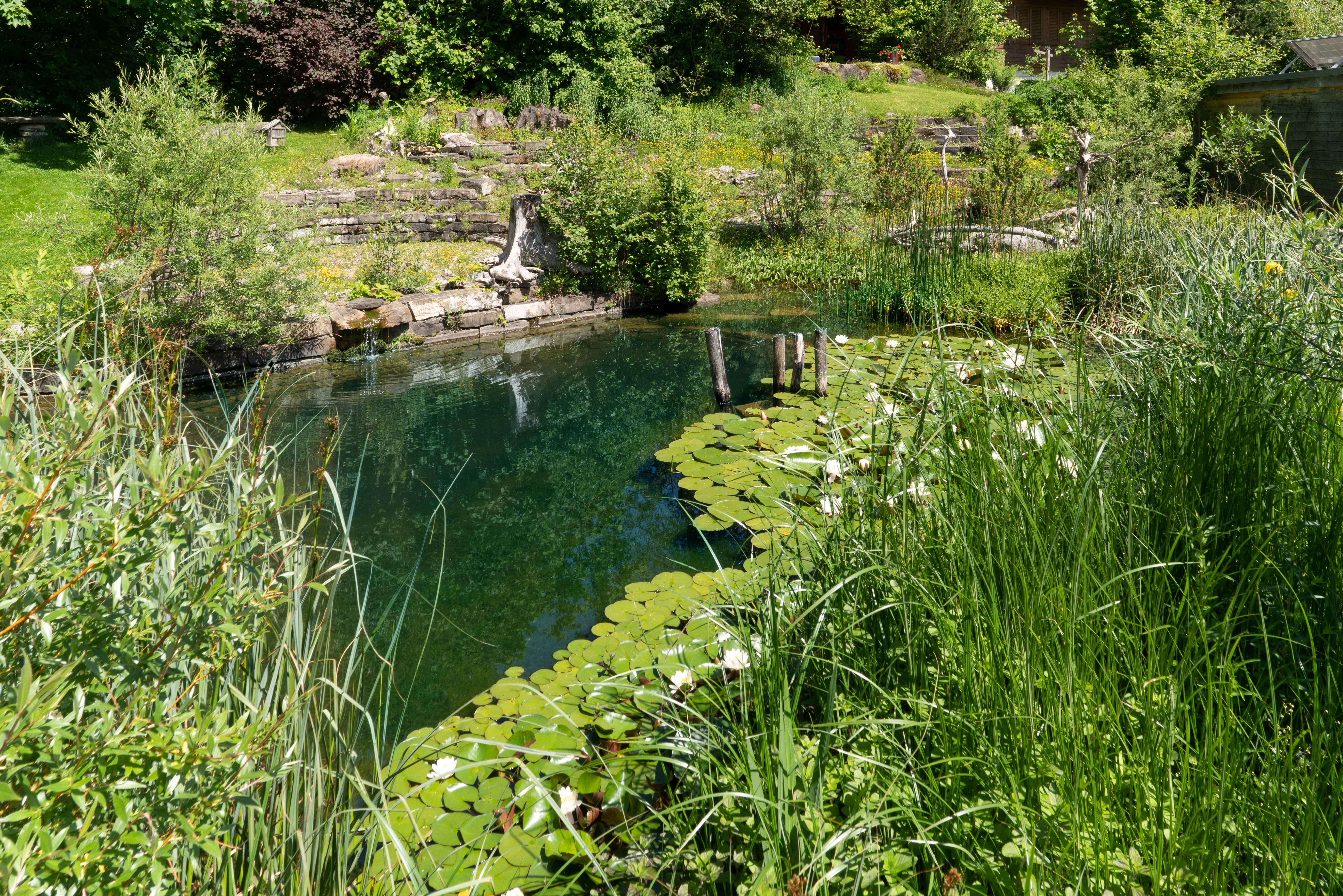 Biotop in der Schweiz in einem artenreichen Naturgarten