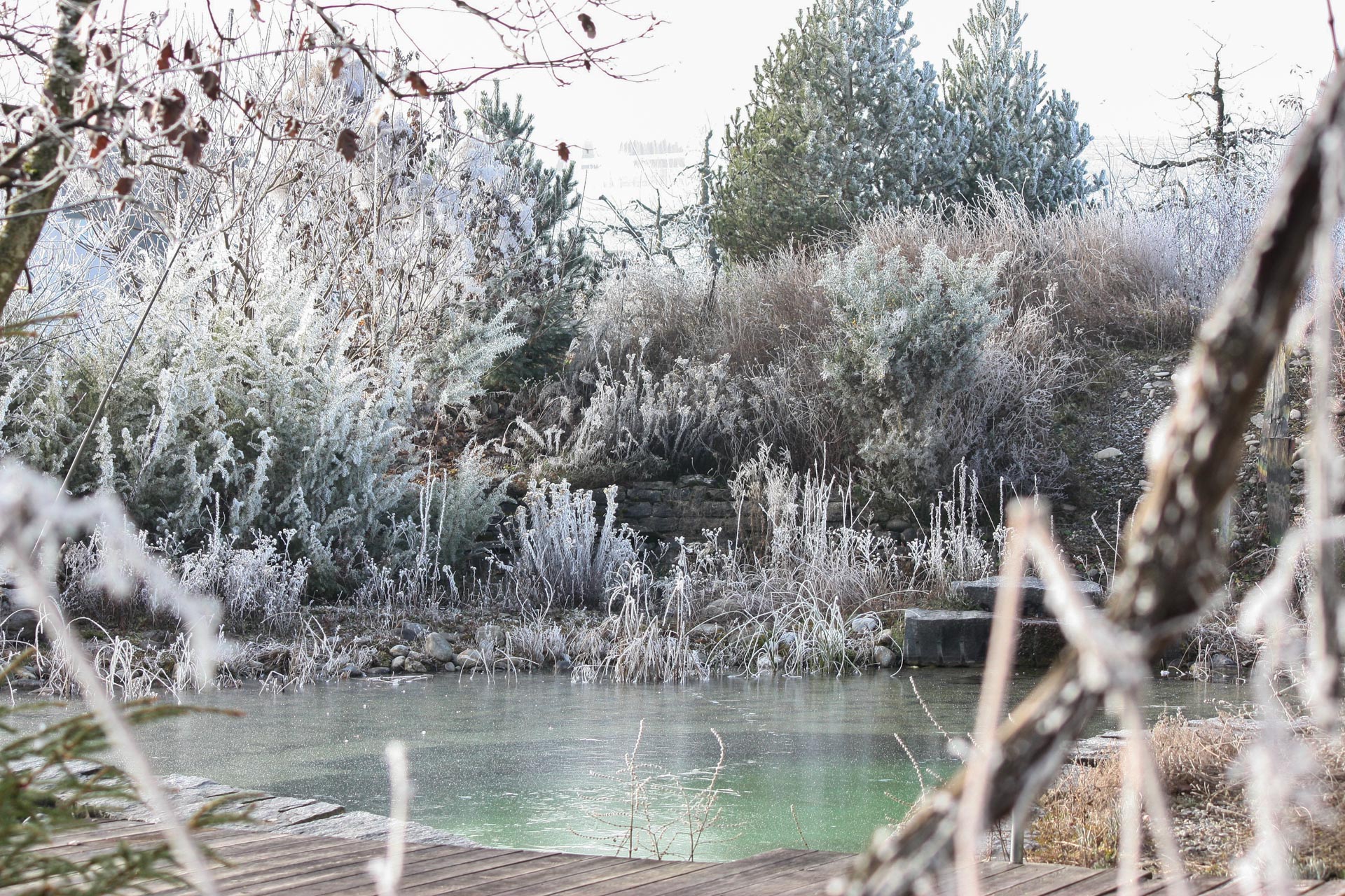 gefrohrener Schwimmteich im Winter