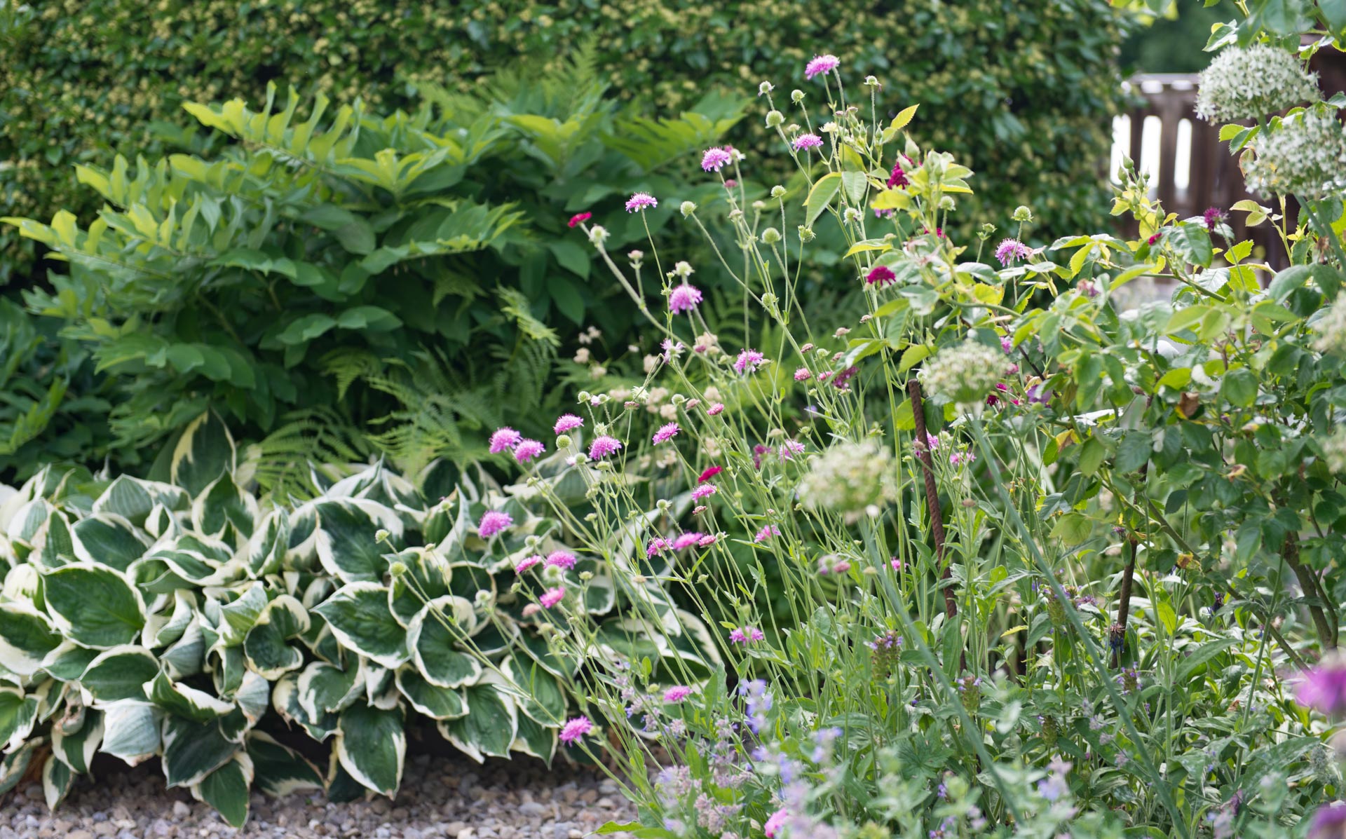 attraktive Stauden für schattige Standorte
