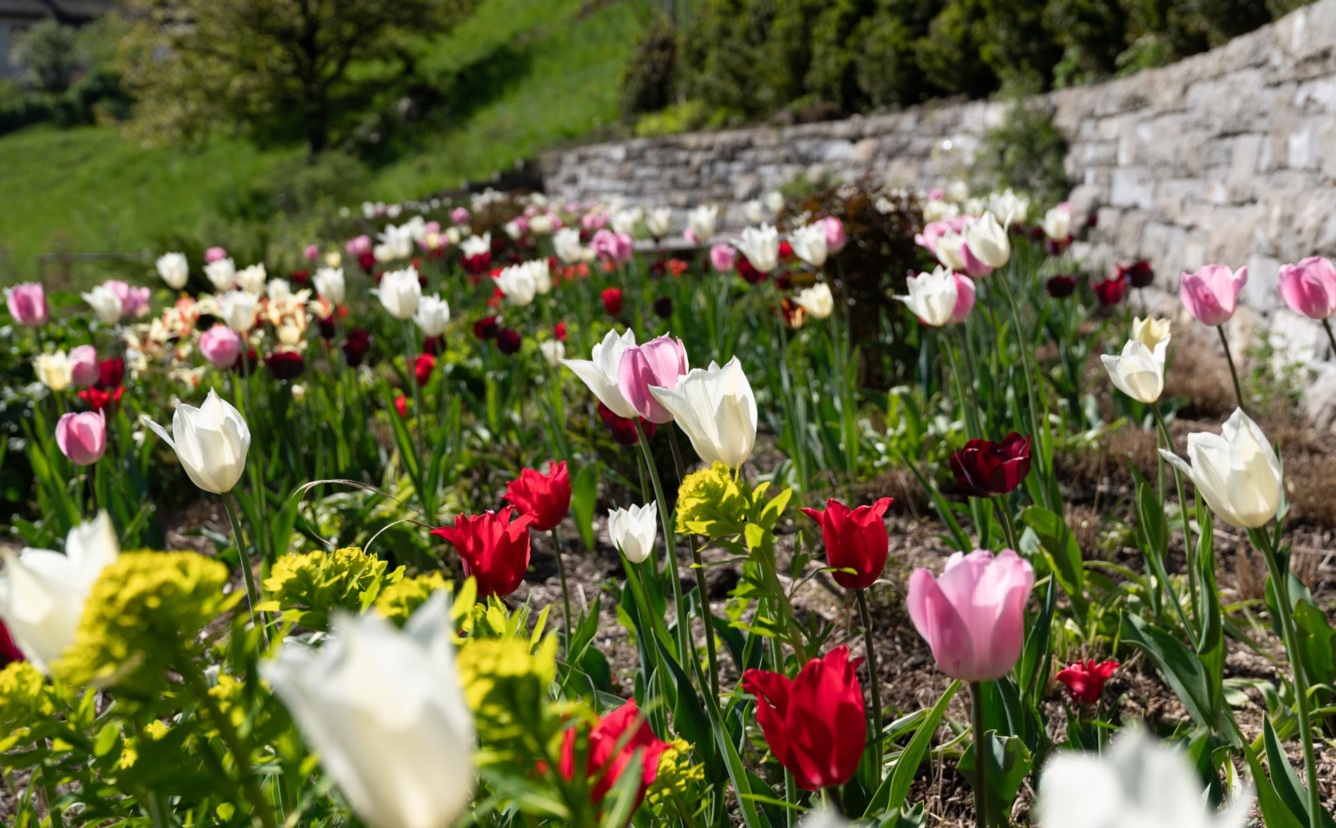 ein gepflegter Blumengarten erblüht im Frühling in voller Farbenpracht