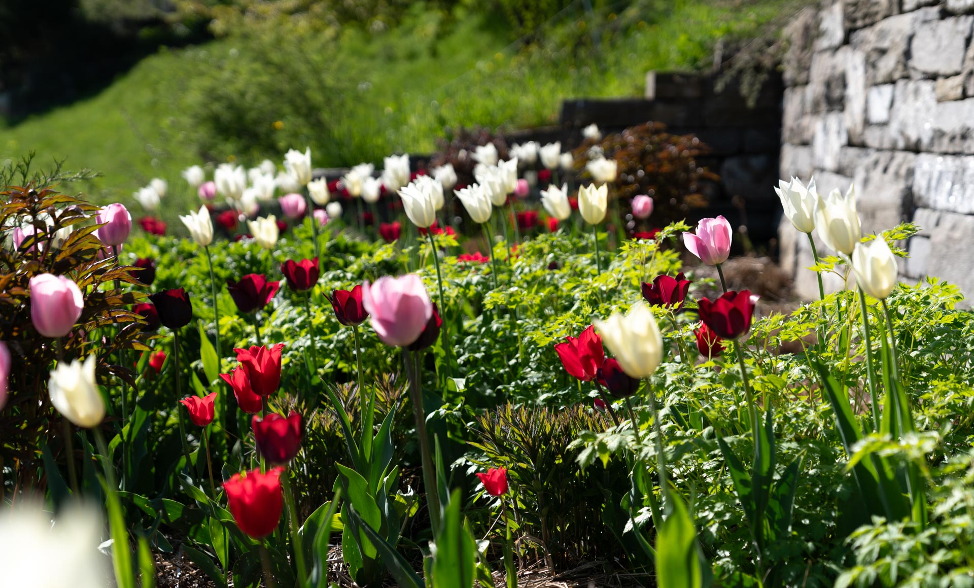 Während die Frühlingsblumen blühen, stehen schon die Sommerblüher am Start.