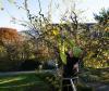 Winterschnitt Obstbaum