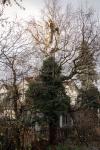Winterschnitt Birke