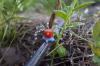 Gartenbewässerung