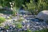 naturnahe Gartengestaltung mit Flusskies und einheimischen Stauden