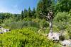 üppiger, naturnaher Garten mit Teich und Heidelbeerfeld