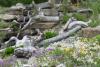 Naturnahe Bepflanzung neben sprudelndem Wasserlauf