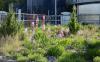 seltene Pflanzen blühen im Naturgarten