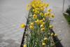In einem Pflanztrog aus Stahl blühen wilde Tulpen 