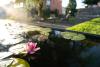 Zierbecken aus Cortenstahl mit blühender Seerose